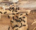 Extermination Dollard-Des-Ormeaux extermination de fourmis