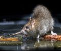 Extermination Dollard-Des-Ormeaux extermination de rats