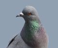 Extermination de pigeon à Dollard-Des-Ormeaux