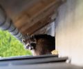 Capture raton laveur Dollard-Des-Ormeaux